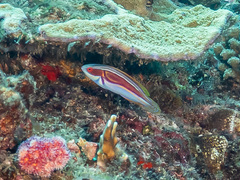 Laboute's Wrasse photo 2