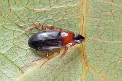 Calathus melanocephalus