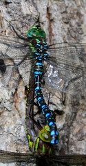 Aeshna crenata