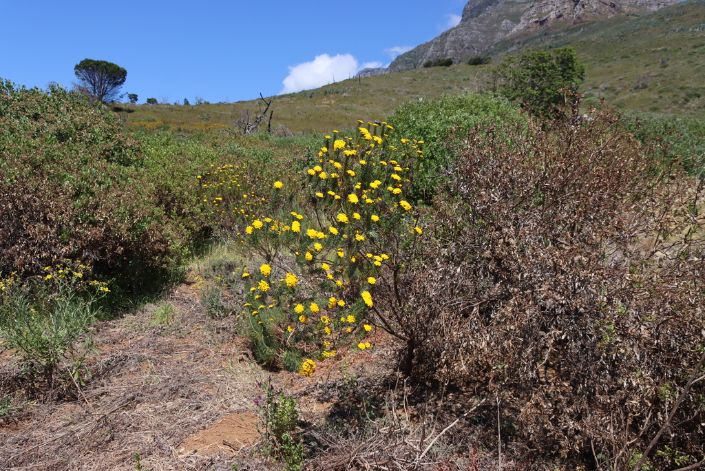 Athanasia crithmifolia; photograph (c) Tony Rebelo, some rights reserved (CC BY-SA)