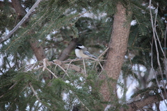 Poecile atricapillus