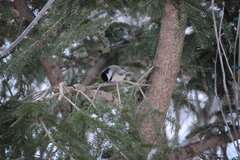 Poecile atricapillus