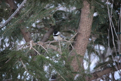 Poecile atricapillus