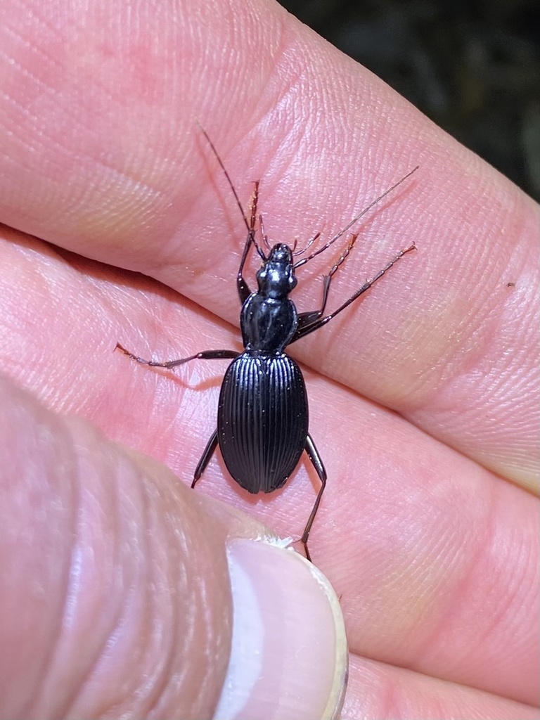 Ctenognathus elevatus