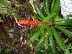 Tillandsia yunckeri