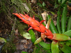 Tillandsia yunckeri