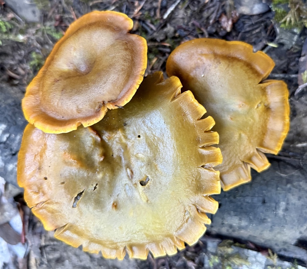 Omphalotus olivascens · November 2025 · photo: © hllrnnr (iNaturalist, cc0)