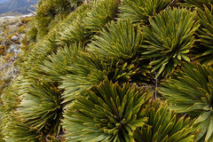 Aciphylla crosby-smithii