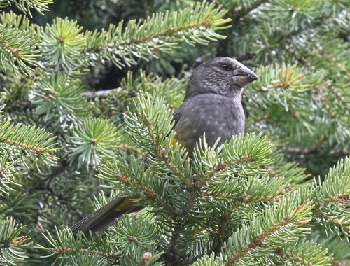 White-winged Grosbeak (Mycerobas carnipes), photo 2