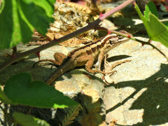 Liolaemus schroederi