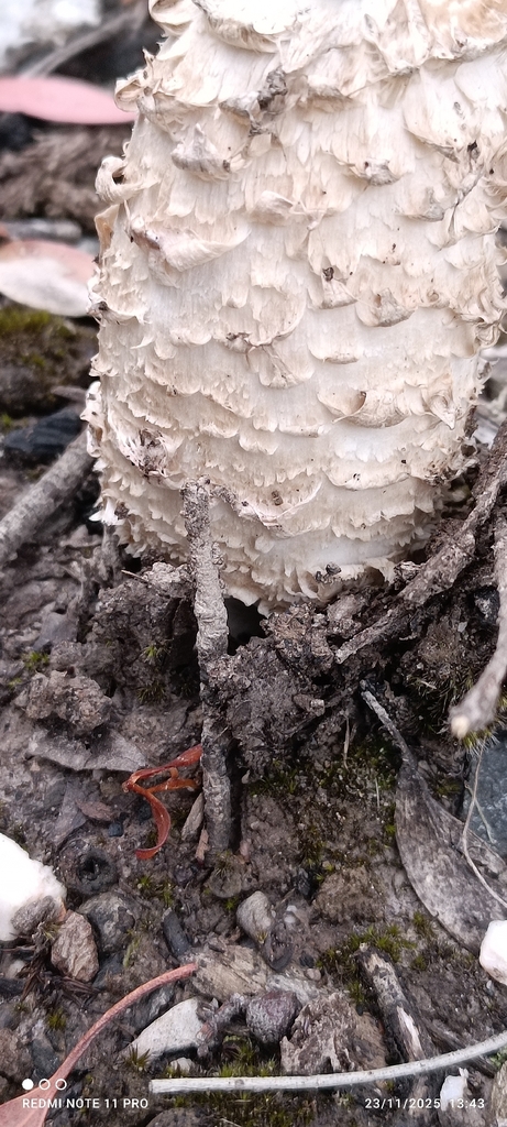 Coprinus comatus · November 2025 · photo: © jacklem (iNaturalist, cc-by)