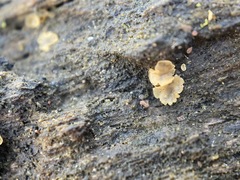 Orbiliomycetes