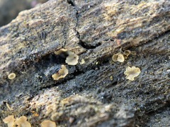 Orbiliomycetes