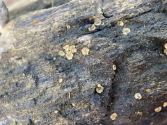 Orbiliomycetes