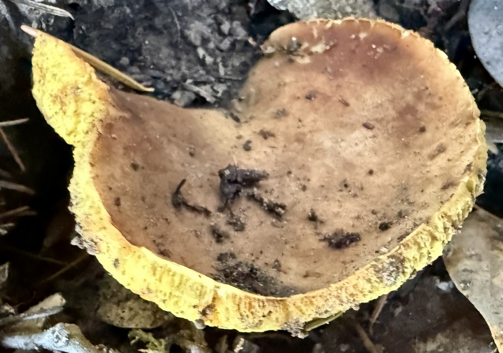 Xerocomus subtomentosus · November 2025 · photo: © hllrnnr (iNaturalist, cc0)