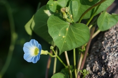 Ipomoea cardiophylla