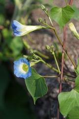 Ipomoea cardiophylla
