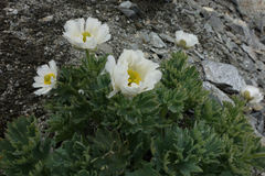 Ranunculus buchananii