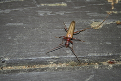 Centrodera decolorata