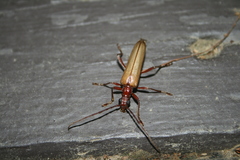 Centrodera decolorata