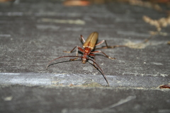 Centrodera decolorata