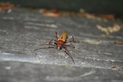 Centrodera decolorata