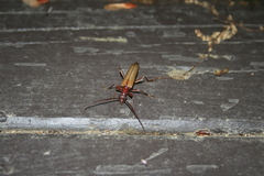 Centrodera decolorata