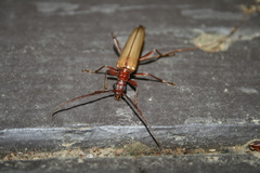 Centrodera decolorata