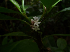 Palicourea axillaris