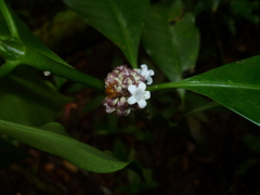 Palicourea axillaris