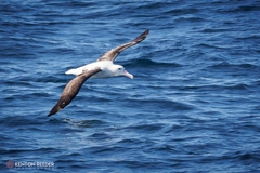 Northern Royal Albatross photo 4