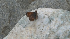 Lycaena boldenarum