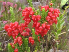 Erica ardens