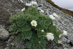 Ranunculus buchananii