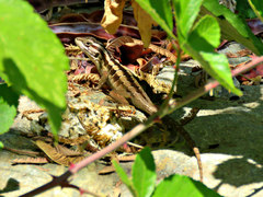 Liolaemus schroederi