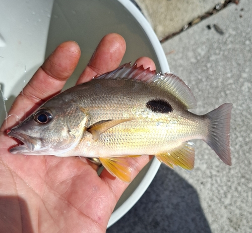 Fingermark bream (Lutjanus russellii) — Lutjanidae — 3