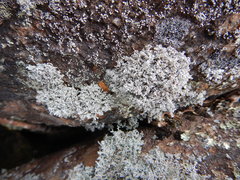 Stereocaulon saxatile