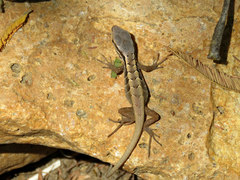 Liolaemus schroederi