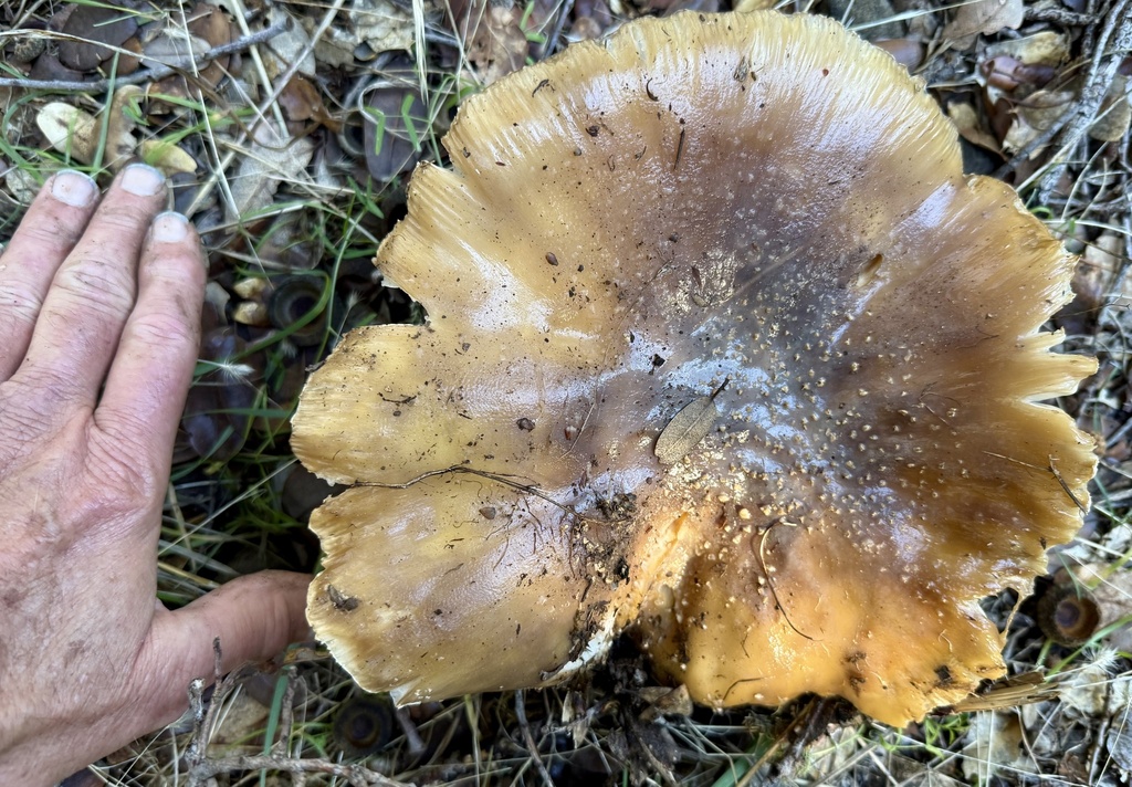 Amanita augusta · November 2025 · photo: © hllrnnr (iNaturalist, cc0)