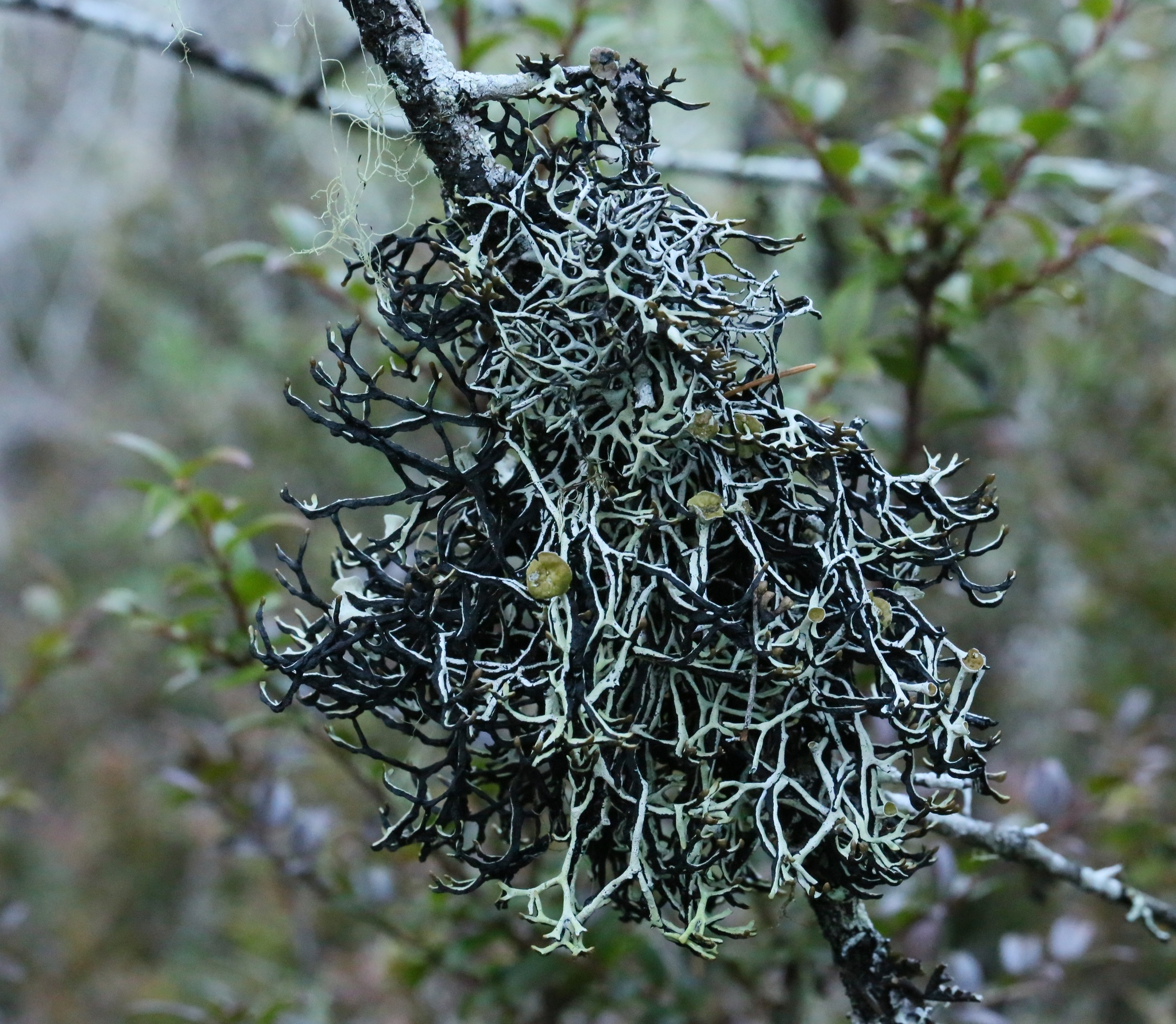 Hypogymnia inactiva image