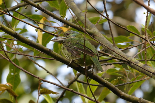Mountain Barbet (Psilopogon monticola)