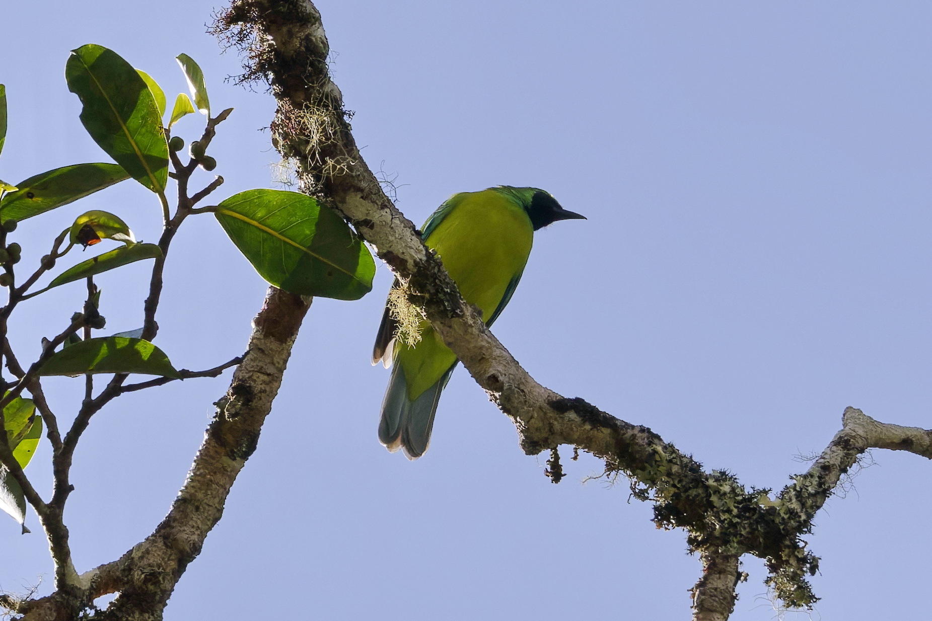 Bornean Leafbird (Chloropsis kinabaluensis), photo 1