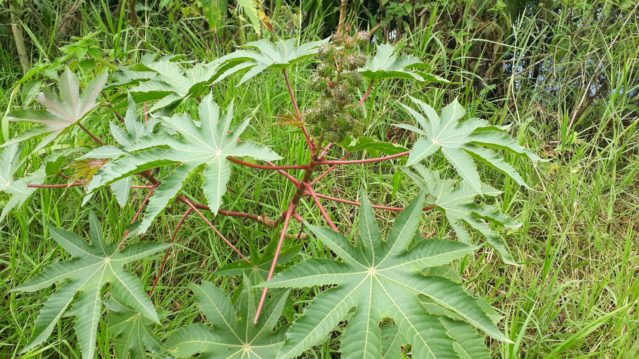 Ricinus communis