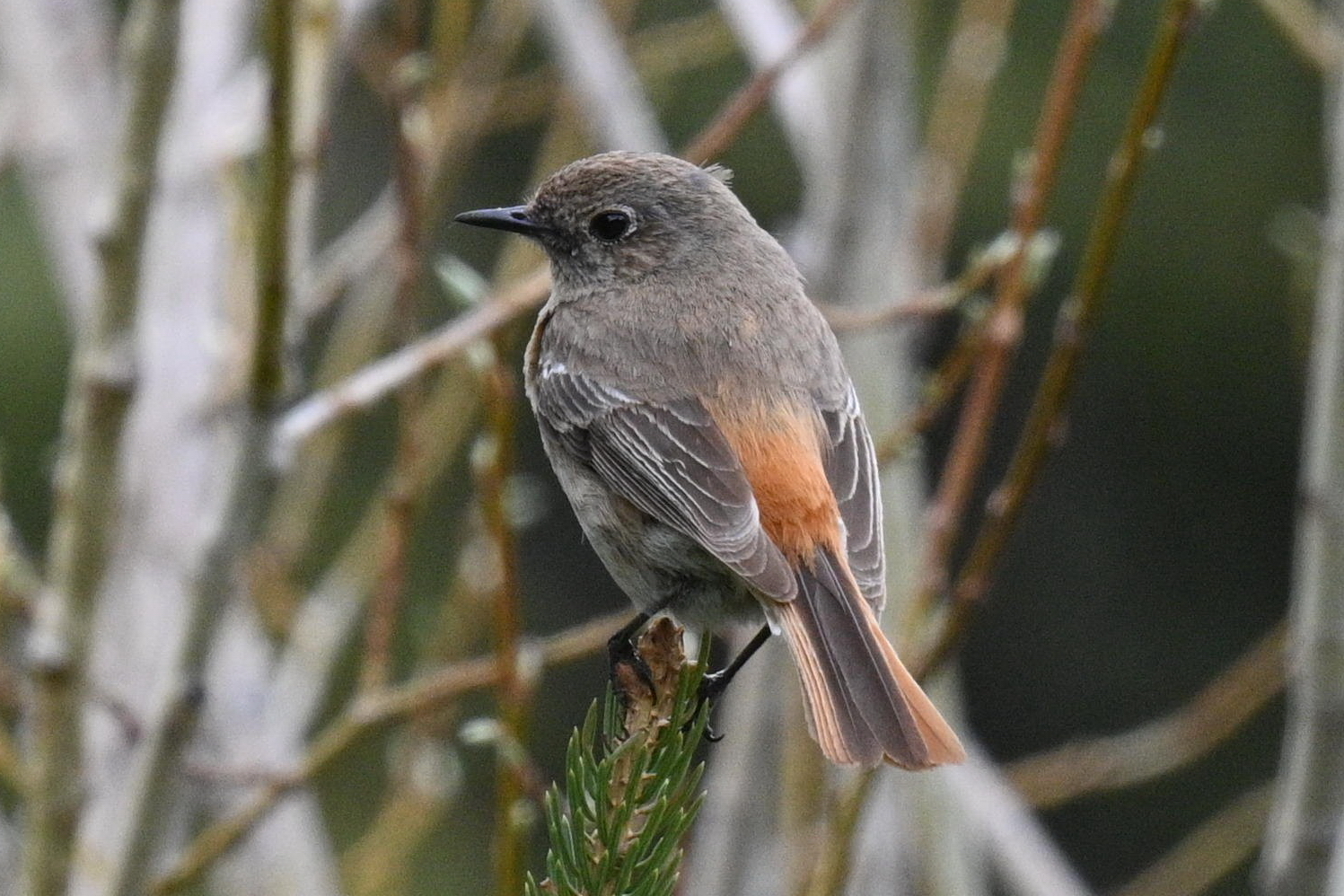 Eversmann's Redstart