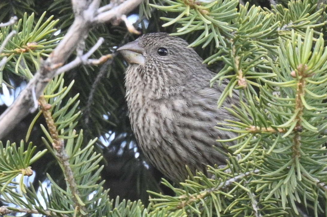 Red-mantled Rosefinch