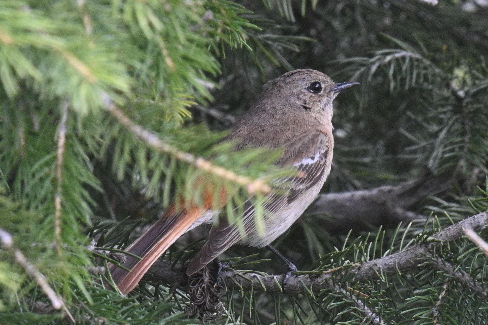 Eversmann's Redstart