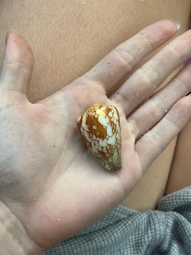 Conus leviteni observed 2025-11-22