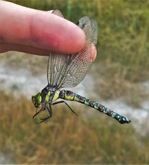 Caliaeschna microstigma