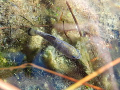 Cyprinodon nevadensis mionectes