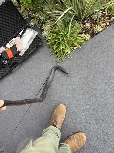 Red-bellied Black Snake sighting